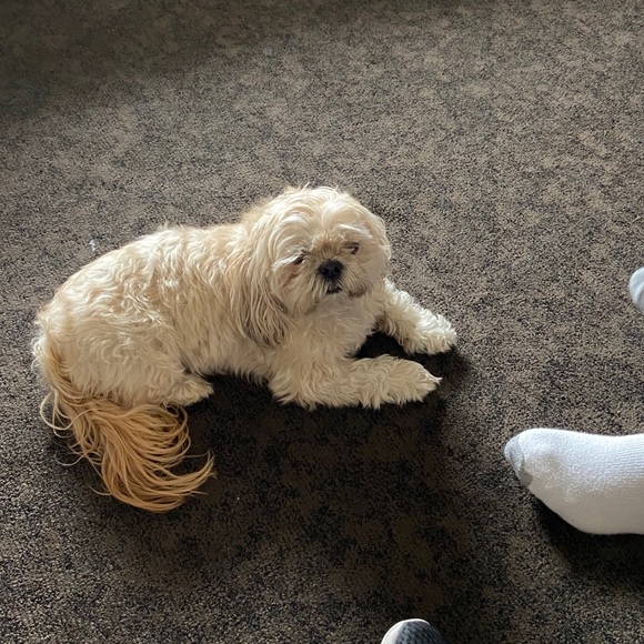 Shitzu - Picture 5 of 6